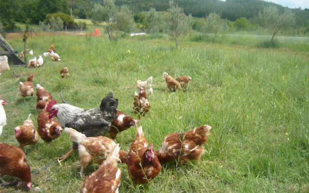 agroktima kotes