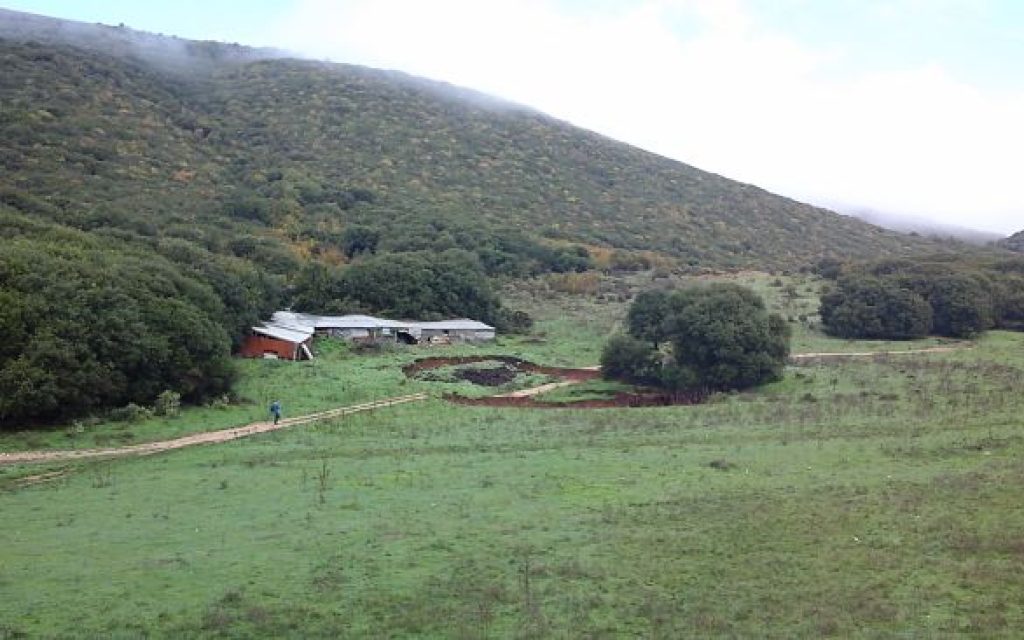 akalpaki1