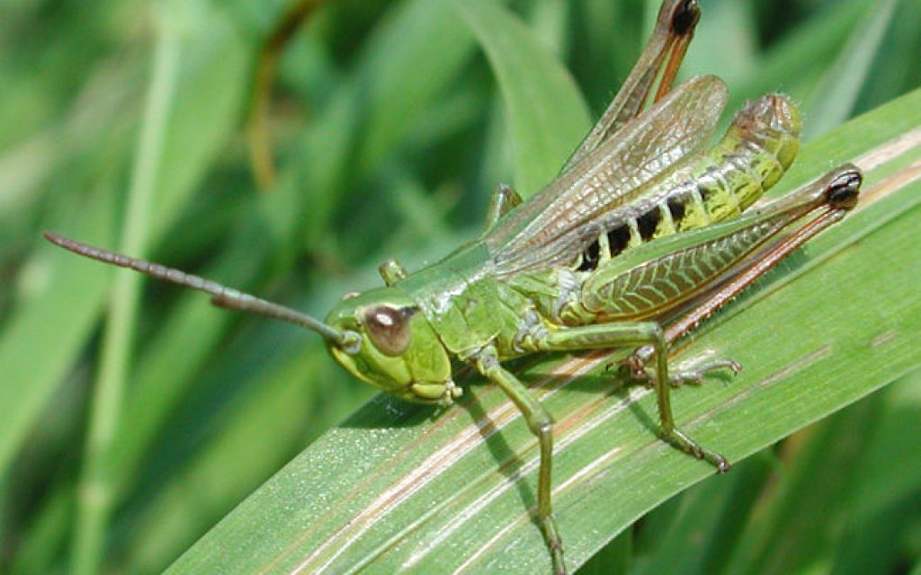 akrida