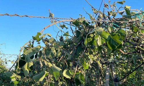 aktinidia gia proti