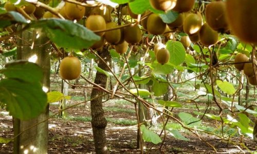 aktinidia artas