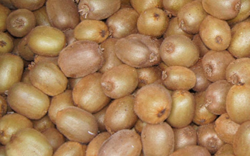 aktinidia ne