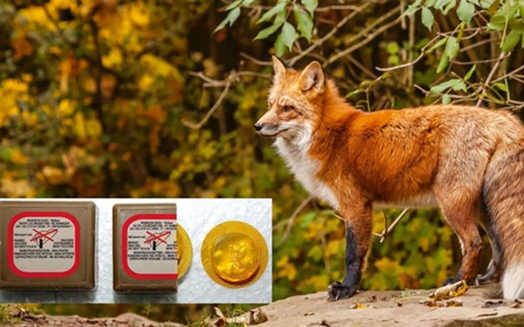 alepou emvolia lyssa