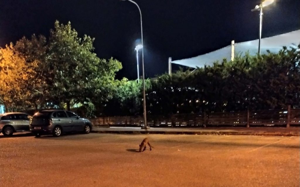 alepou paidotopos1