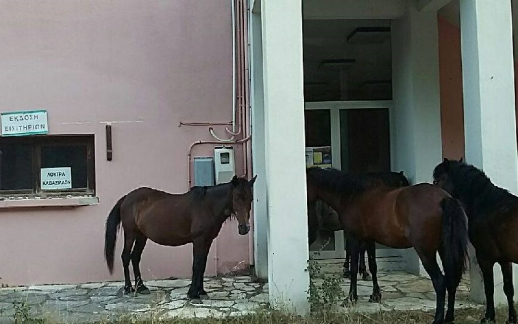 aloga kavasila