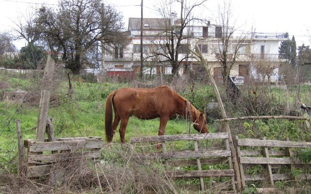 alogo stau2