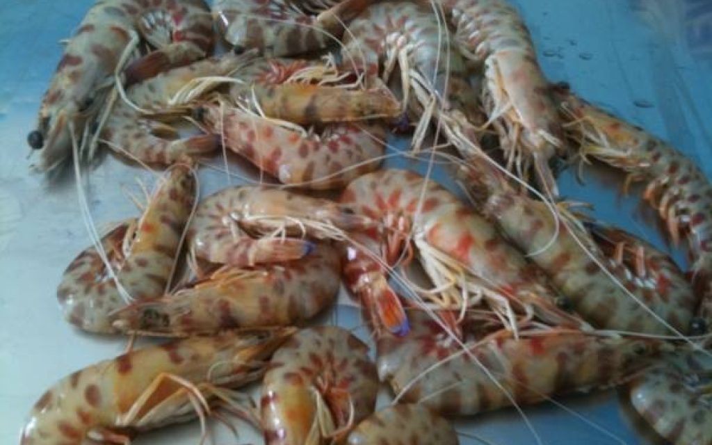 amgarides