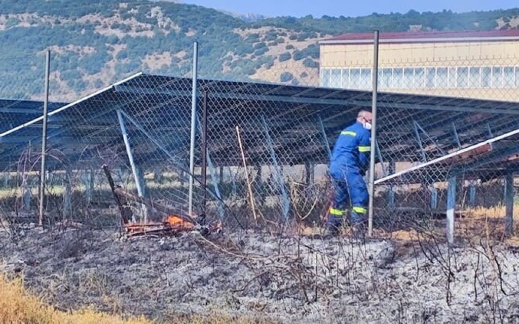 ampelia fotia