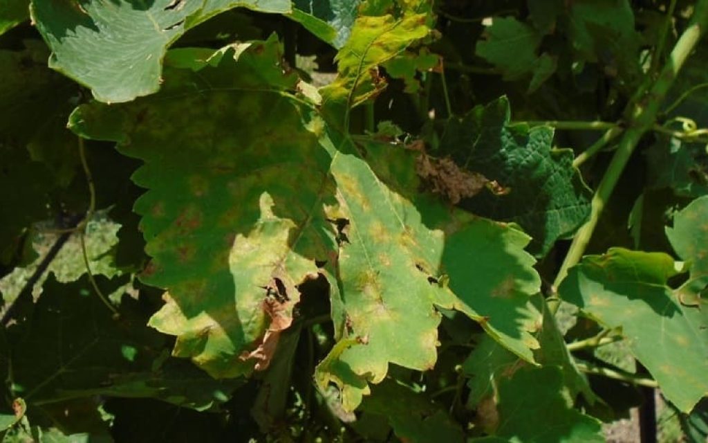 ampelia peronosporos