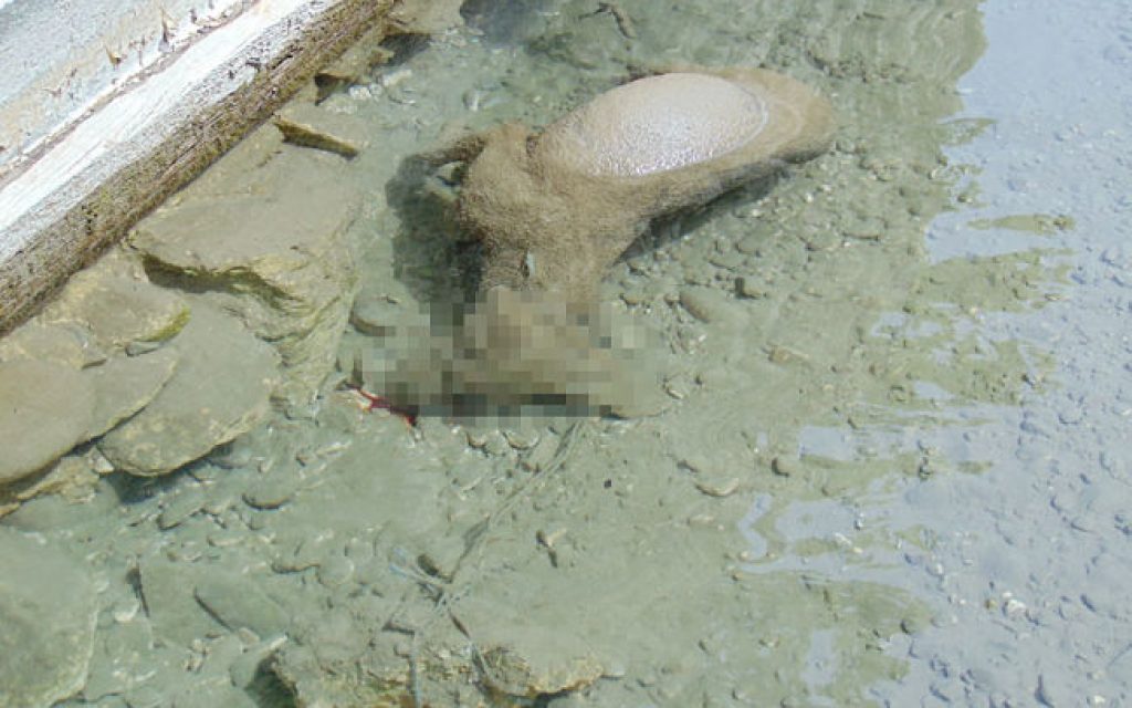 araxtos skilos
