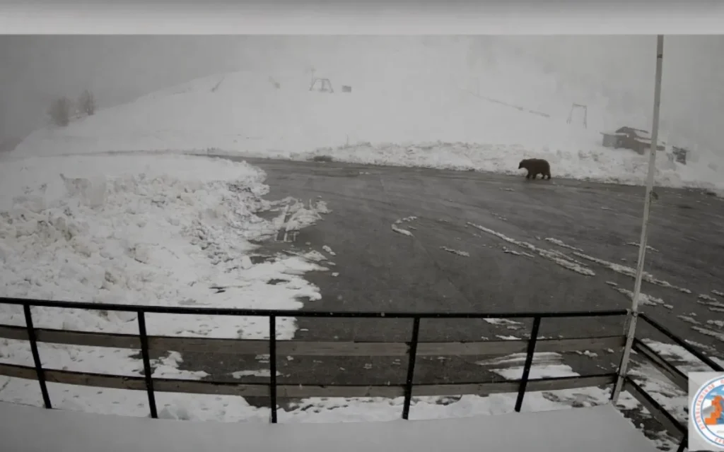 arkouda xionodromiko