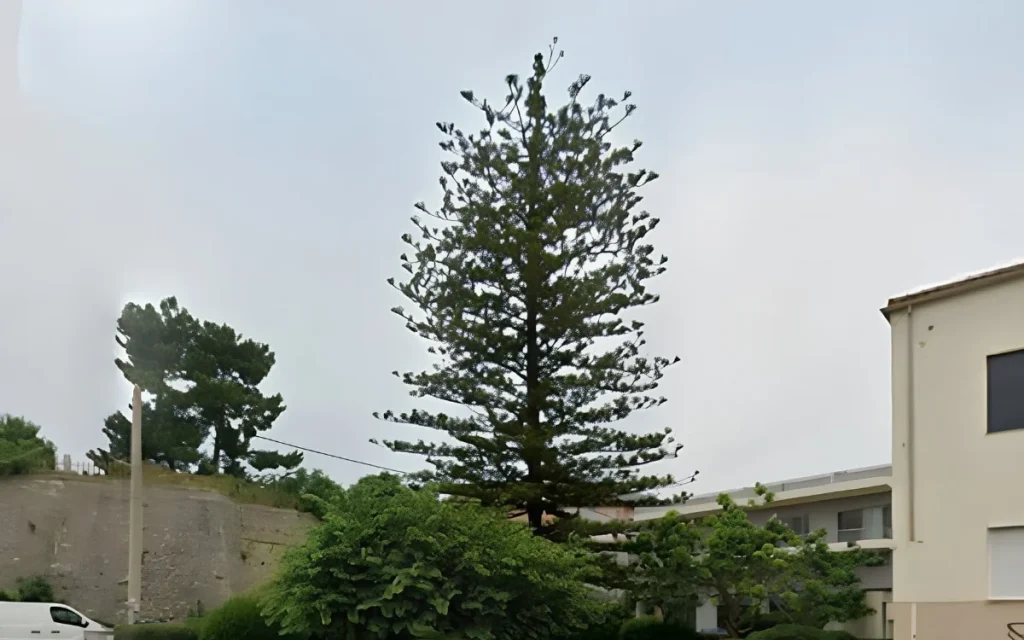 arokaria