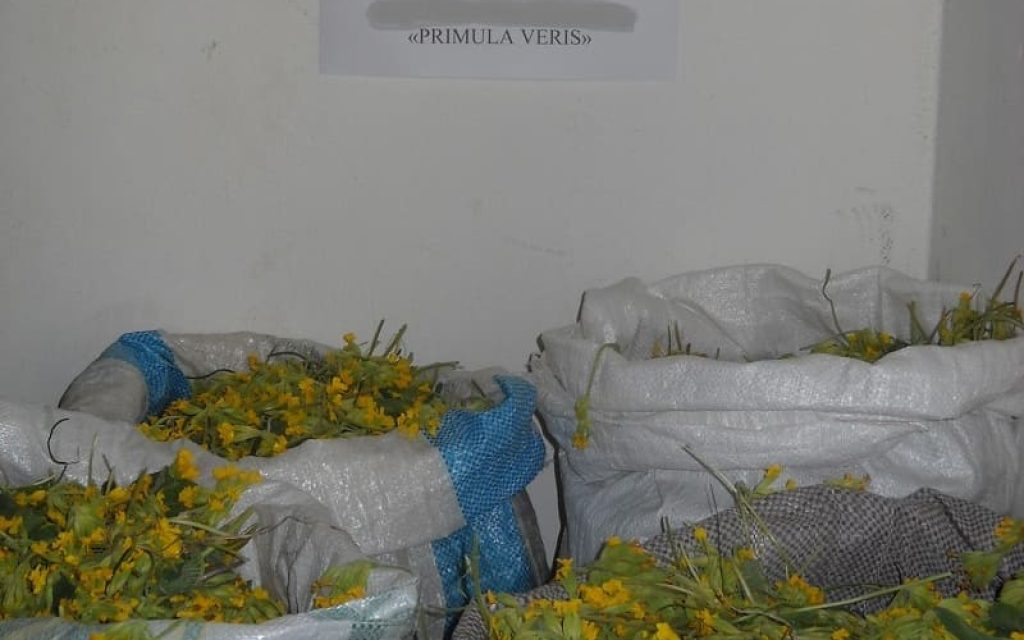 aromatika plikati1