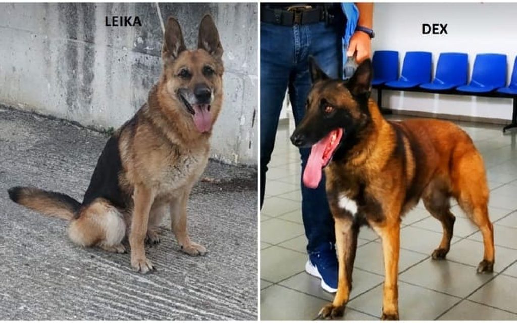 astinomikos skilos kakavia