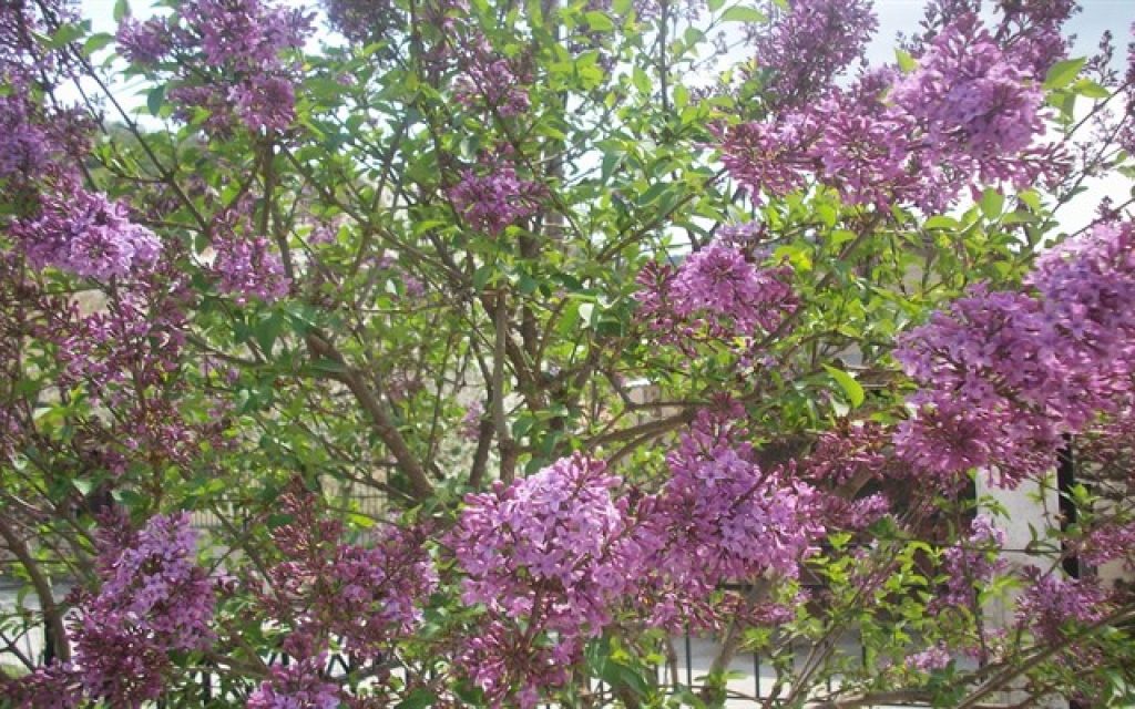axorio koutsoupia