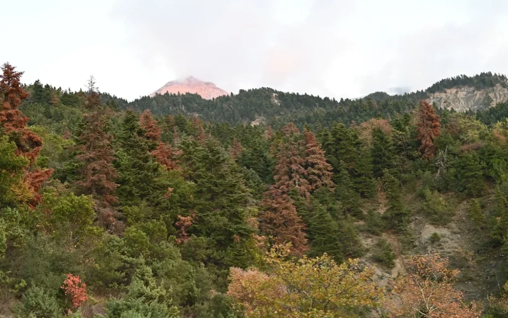 dasos melissourgoi