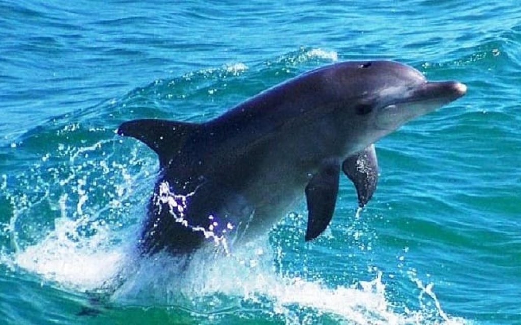 delfini