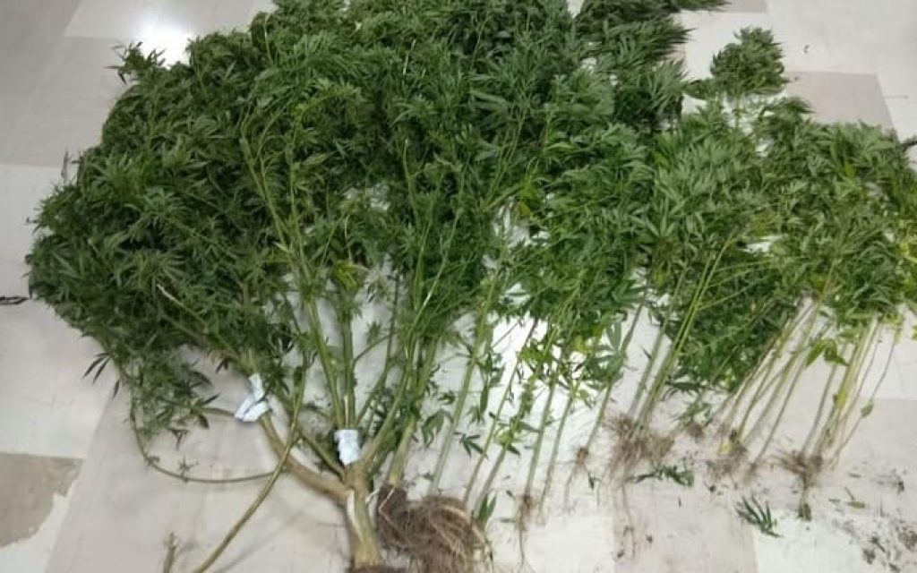 dendrillia xasis