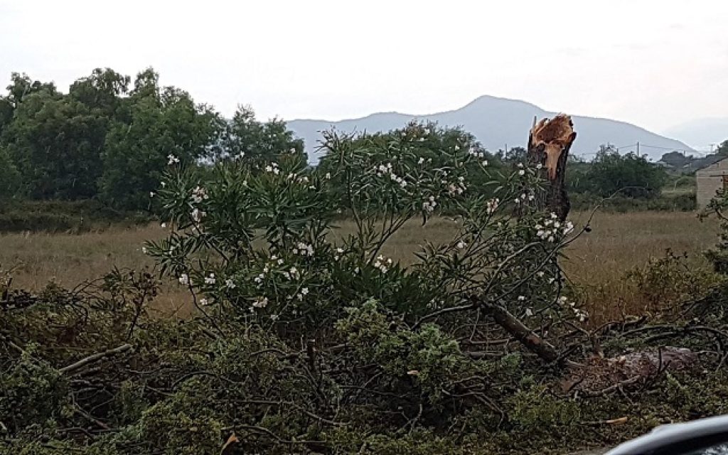dentra preveza1