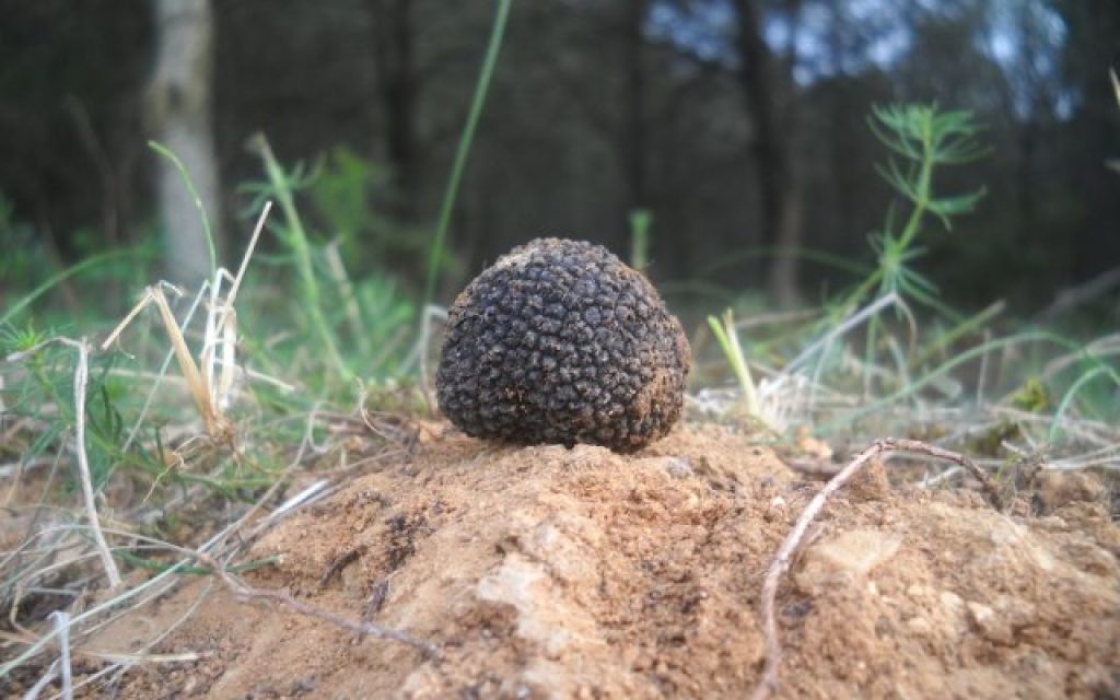 dentra troufa
