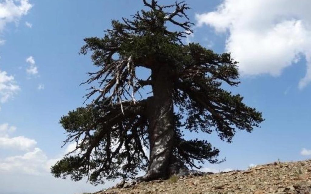 dentro pindos