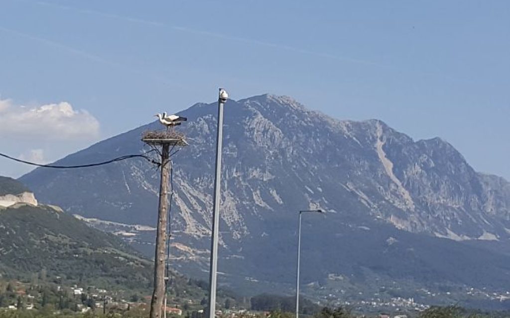 egnatia pelargoi