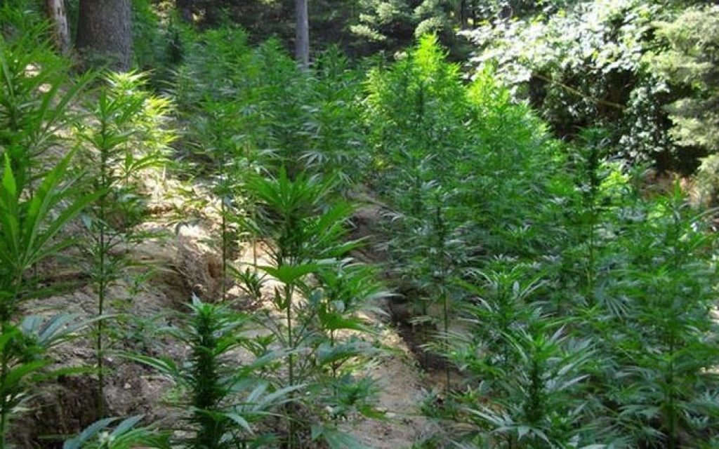 fiteia