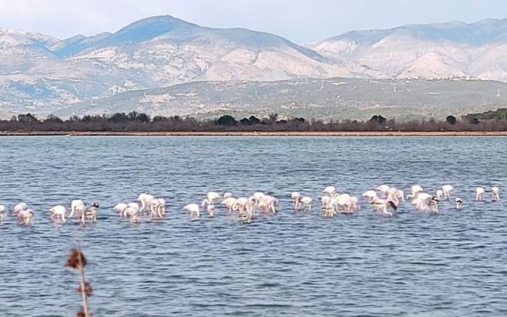flamingko
