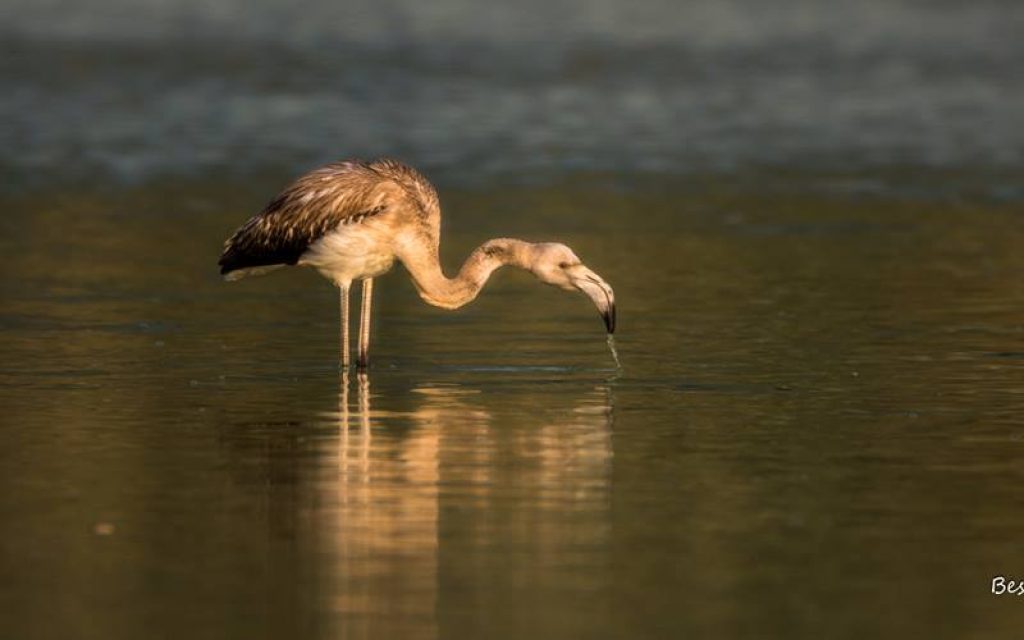 flamingko limni