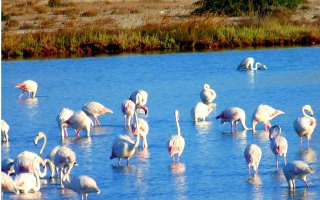 flamingo1