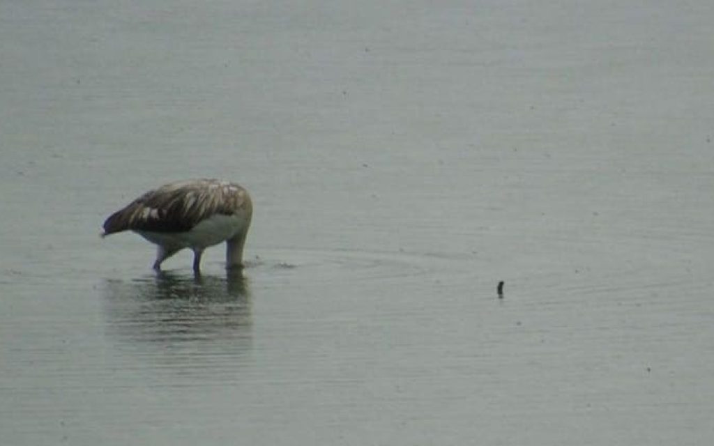 flaminko limni1