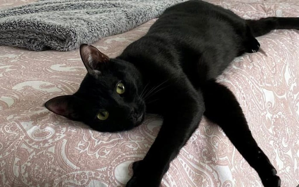 gatos