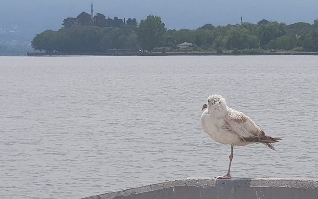 glaros limnopoula