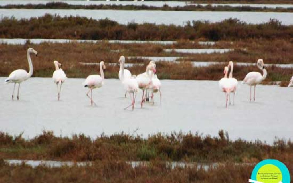 kalamas flaminko