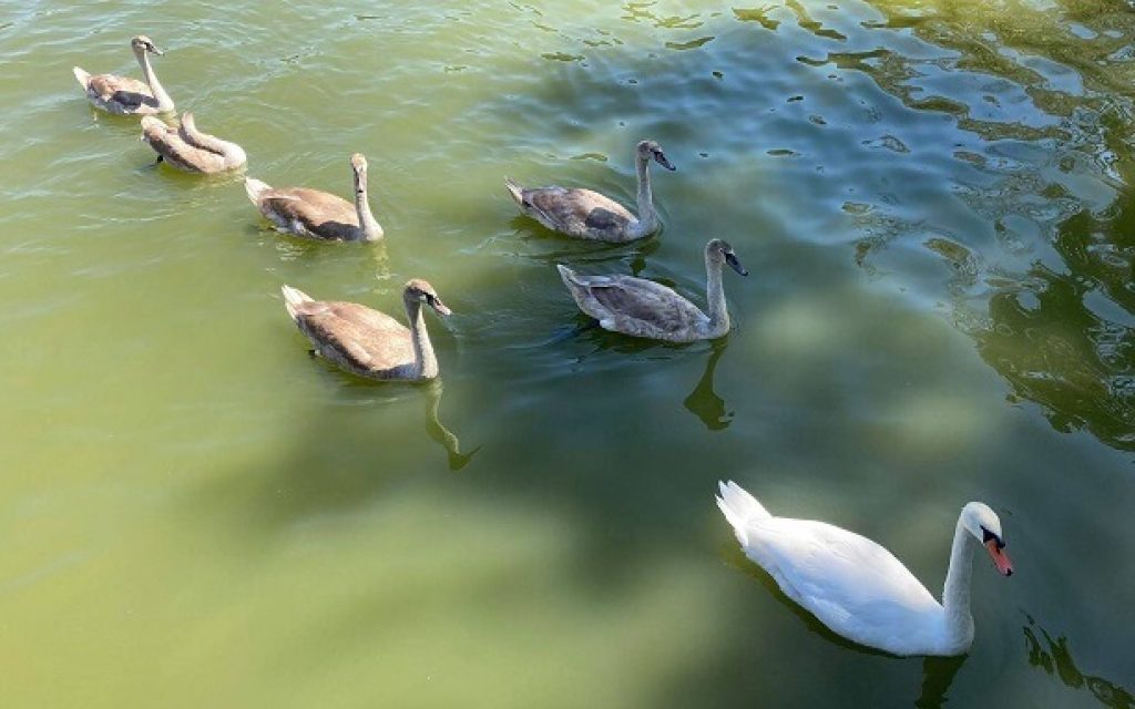 kiknoi mavili oikogeneia