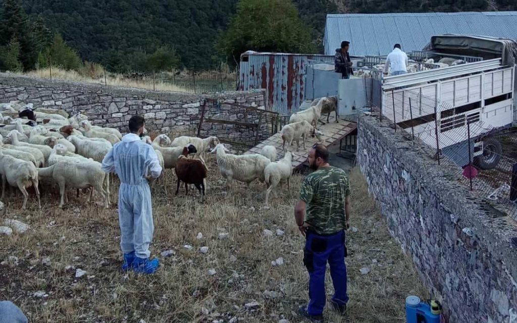 kopadia oreina