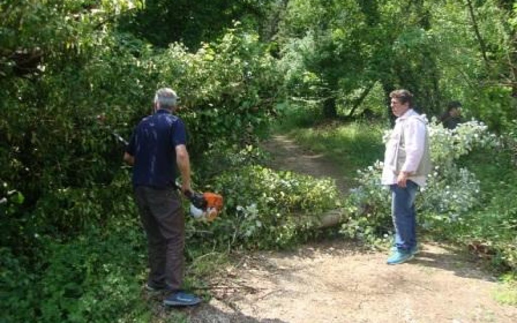 kopi dentron