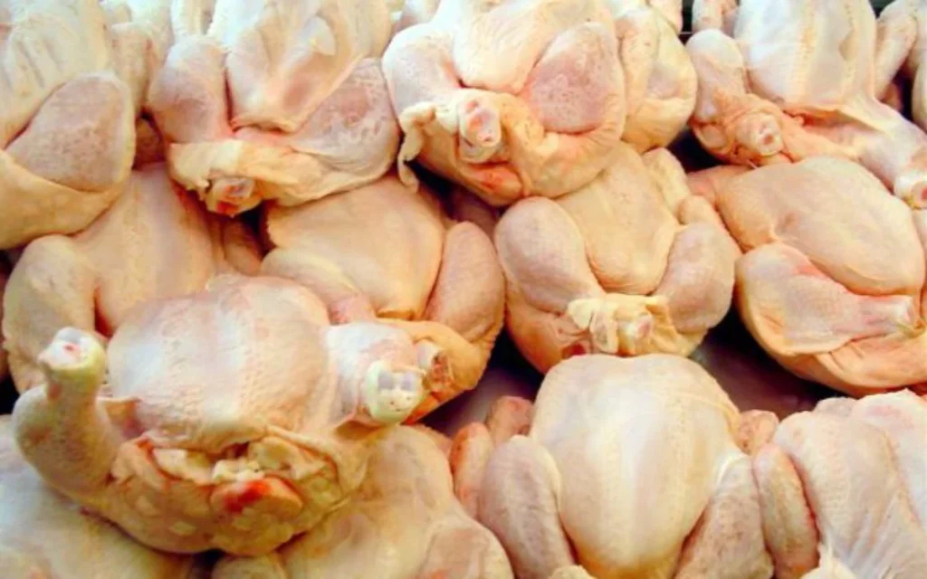 kotopoula medium