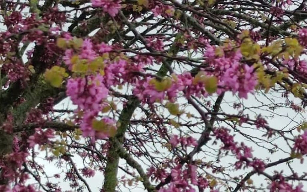 koutsoupia epiruspost