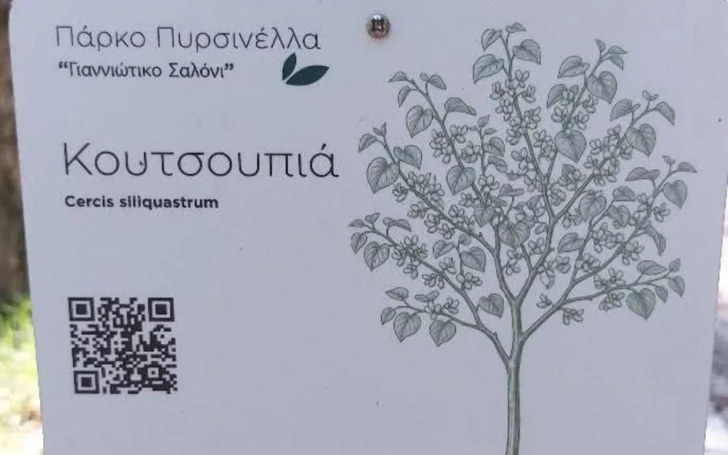 koutsoupia