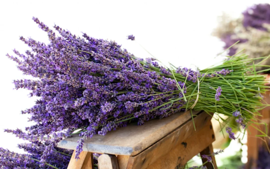 levanta aromatika