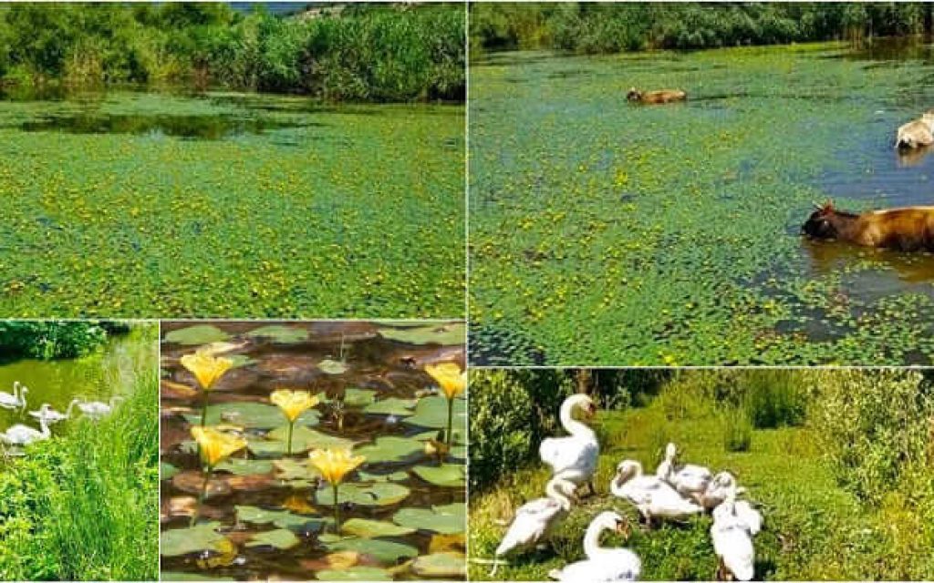 limni kiknoi noufara