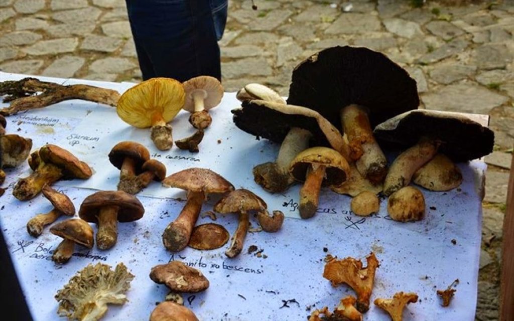 manitarofiloi