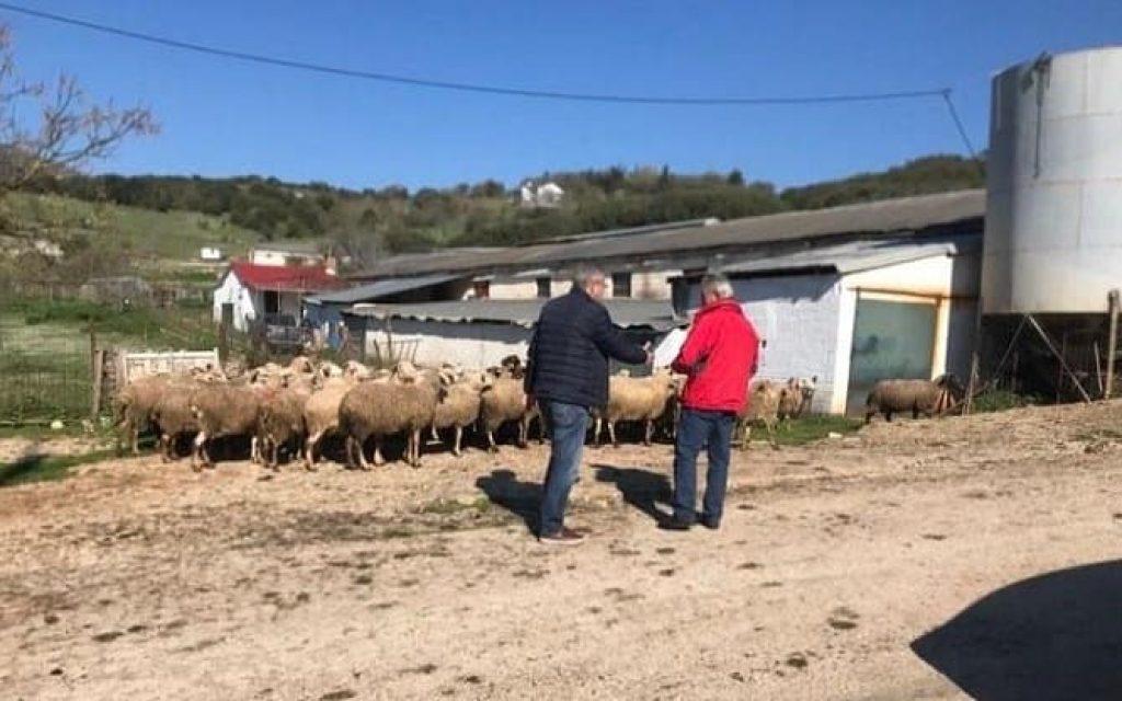 mantalovas