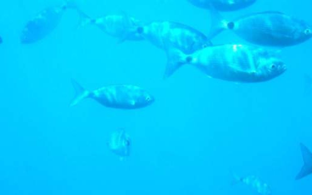mesogeios