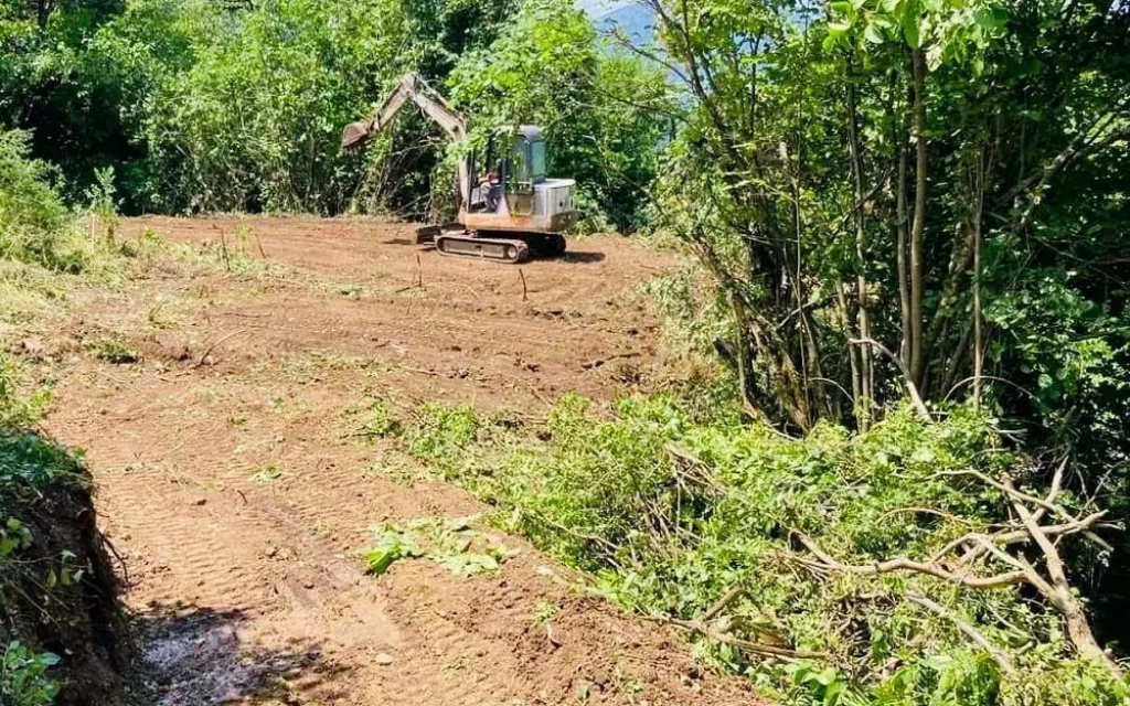 mikro papigko viologikos