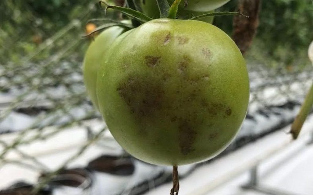 ntomates