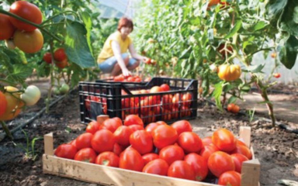 ntomates term
