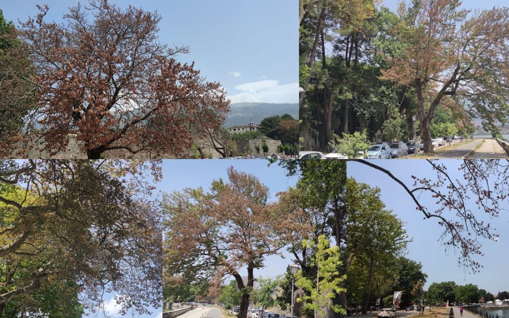 paralimnios platania