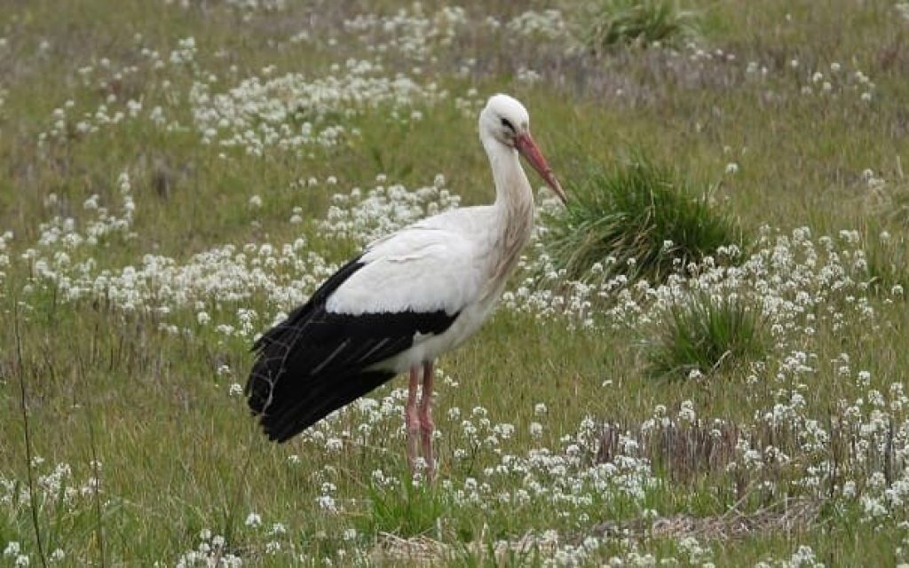 pelargos lapsista
